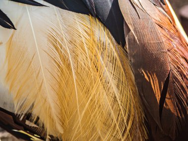 Hayvanat bahçesinde esir tutulan siyah bir vincin tüyleri..