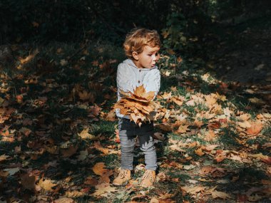 Sonbahar parkında küçük şirin bir çocuk elinde bir sürü akçaağaç yaprağı tutuyor..