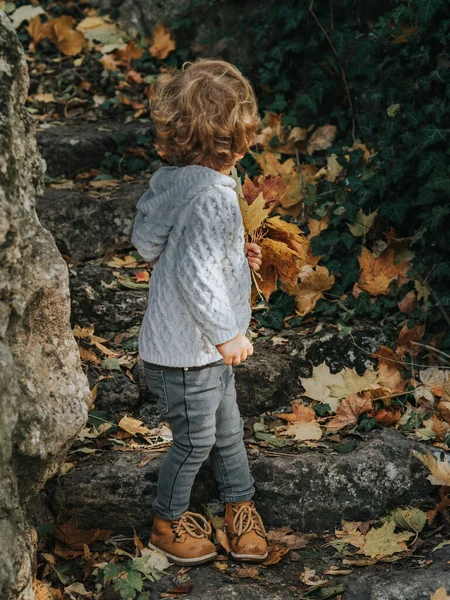 Uroczy chłopczyk w jesiennym parku trzyma w rękach kilka urozmaiconych liści klonu.. — Zdjęcie stockowe