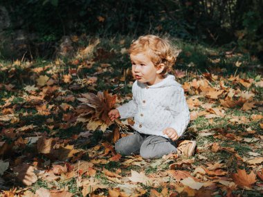 Sonbahar parkında küçük şirin bir çocuk elinde bir sürü akçaağaç yaprağı tutuyor..