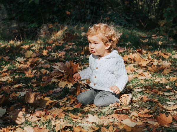 Um menino bonito em um parque de outono segura um monte de folhas de bordo variegadas em suas mãos. — Fotografia de Stock