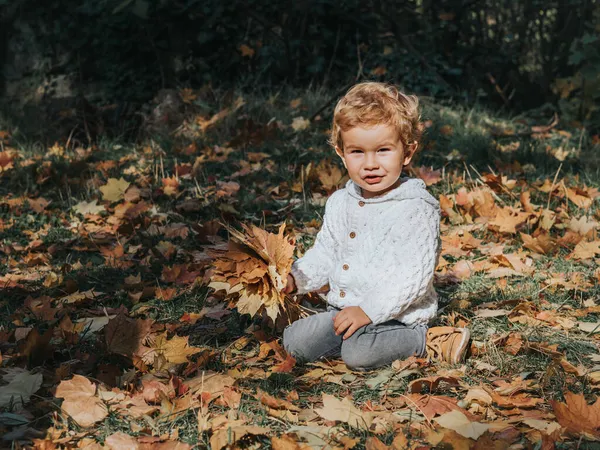 秋の公園でかわいい男の子が手に持っている様々なカエデの葉の束 野外活動 — ストック写真