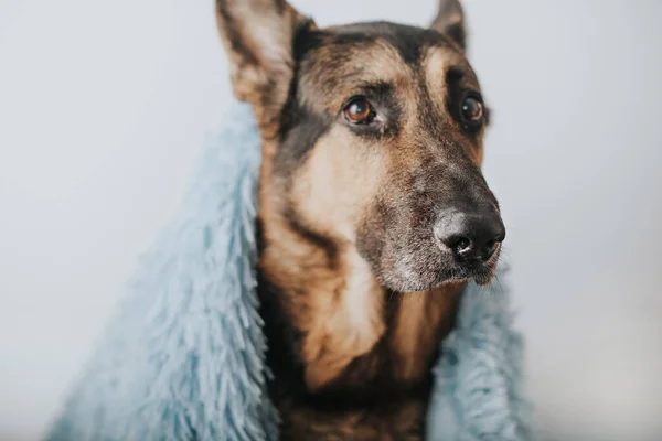 A German shepherd dog covered with a blanket — Stock Photo, Image