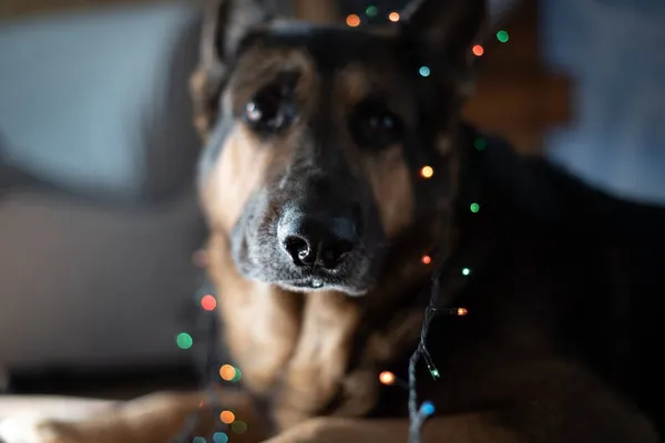 A German shepherd dog lies on the floor covered with a Christmas garland. Selective focus on the dogs nose — Stock Photo, Image