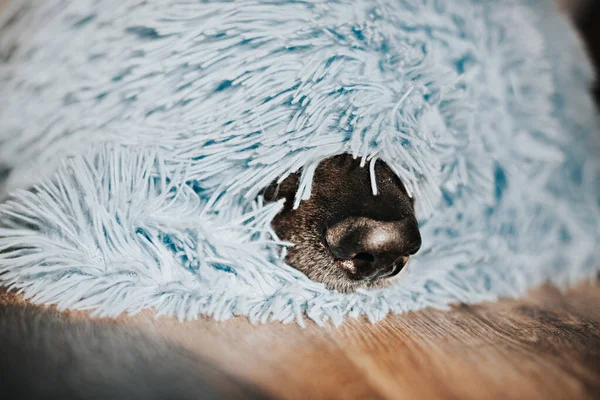 Dog Breed German Shepherd Covered Blanket Selective Focus — Stock Photo, Image