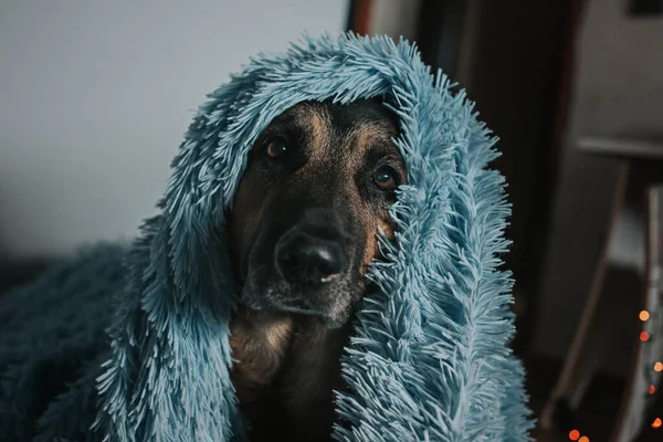 Dog Breed German Shepherd Covered Blanket Selective Focus — Stock Photo, Image