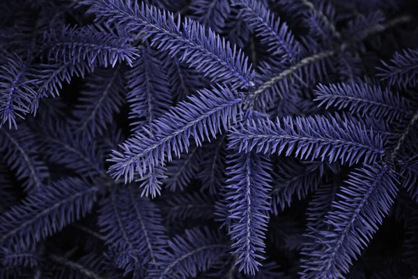 Ladin dalları lavanta mor renklerde yakın plan görünüm — Stok fotoğraf
