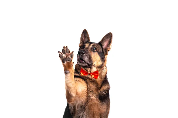 O cão de raça de cão pastor veste-se em um laço vermelho dá cinco. Isolado sobre fundo branco. — Fotografia de Stock