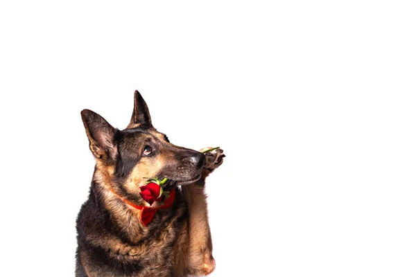 Owczarek rasy pies jest ubrany w czerwoną muszkę trzymając różę w zębach izolowane na białym tle. — Zdjęcie stockowe