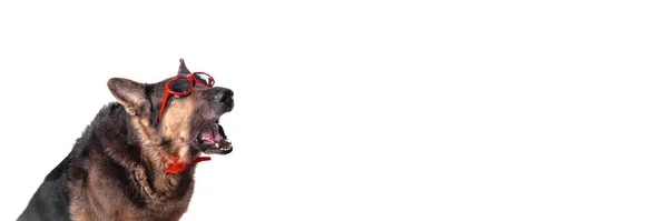 Banner com cão raça pastor alemão. Surpreendido bocejo cão focinho vestindo óculos em forma de coração. — Fotografia de Stock