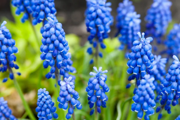 Blå blommor. Stockbild