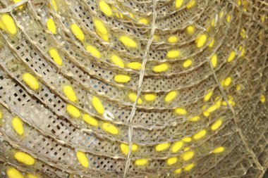 Koza warmsilk