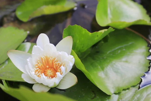 Escargot et lotus — Photo