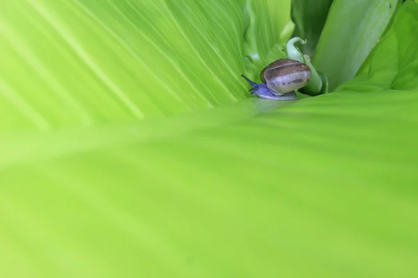 Caracol en licencia verde — Foto de Stock