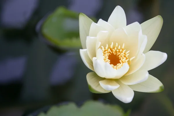 Lotus — Photo