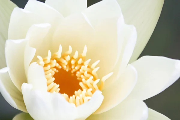 Lotus — Stockfoto