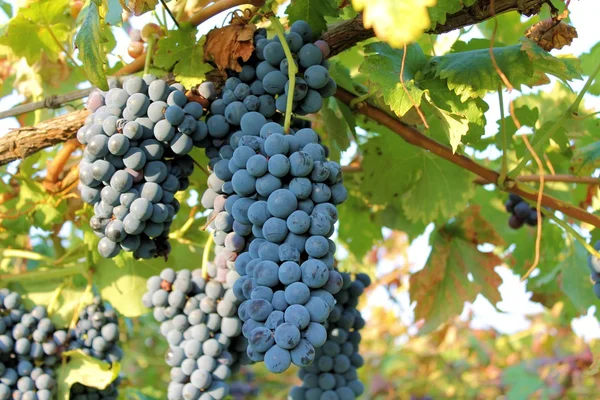 Grapes — Stock Photo, Image