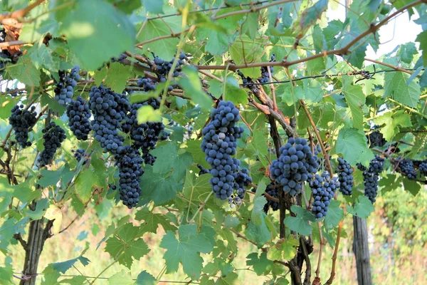 Uvas — Fotografia de Stock