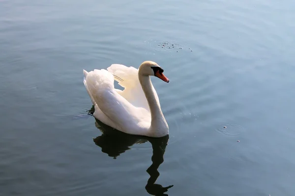 Labuť — Stock fotografie