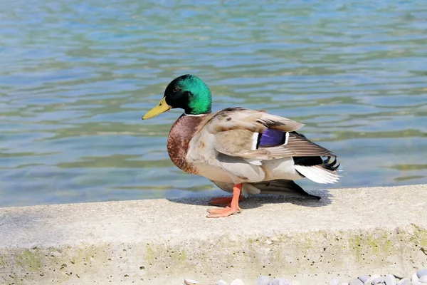 Pato. — Fotografia de Stock