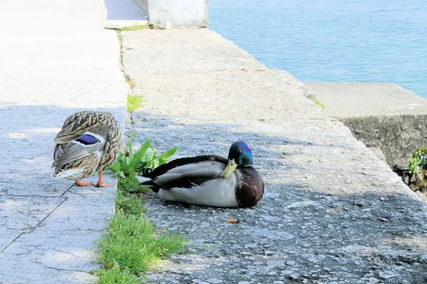 Pato. — Fotografia de Stock