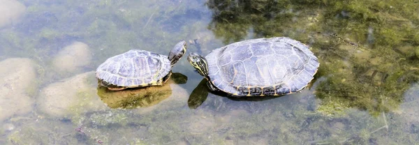 Turtle — Stock Photo, Image