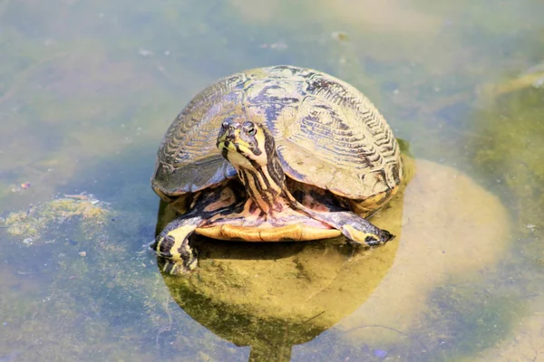 Turtle — Stock Photo, Image