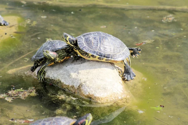 Zeeschildpad — Stockfoto