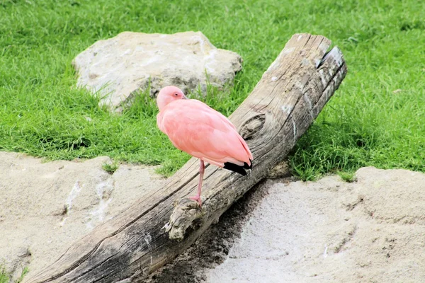 Flamant rose — Photo