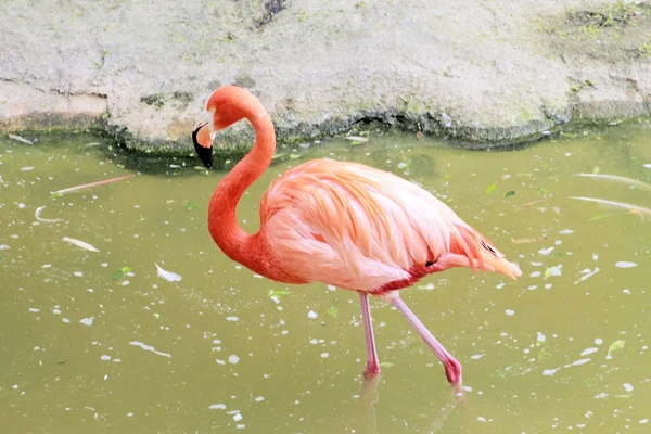 Flamingo — Stock fotografie