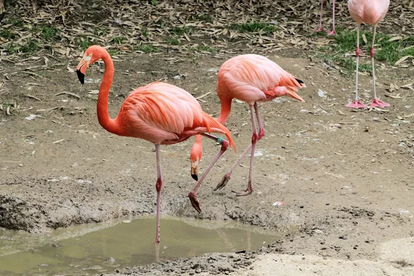 Flamingo — Stock fotografie