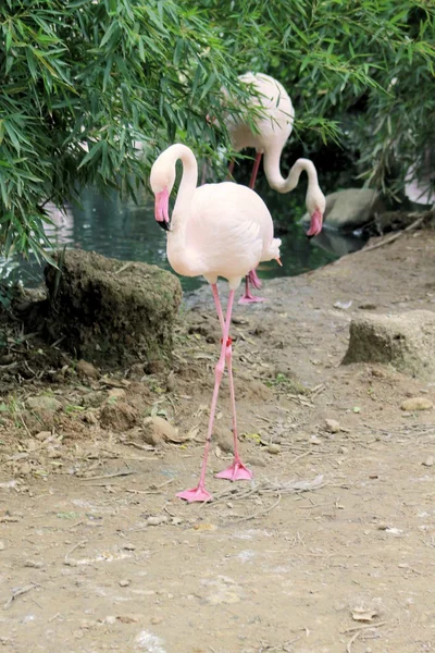 Flamant rose — Photo