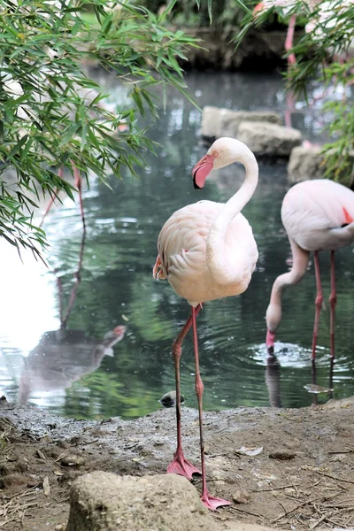 Flamant rose — Photo