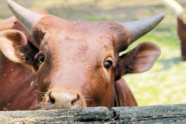 Herbívoro — Foto de Stock