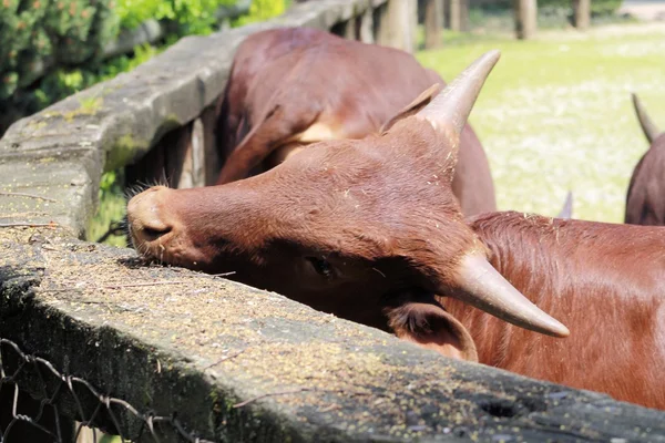 Herbívoro — Foto de Stock