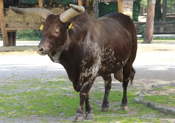 Herbívoro — Foto de Stock