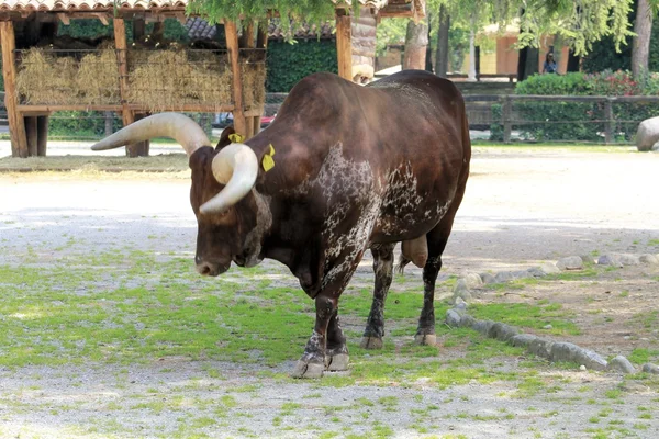 Herbívoro — Foto de Stock