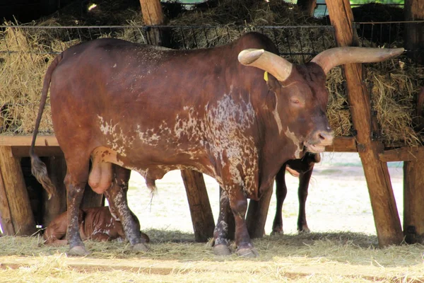 草食動物 — ストック写真