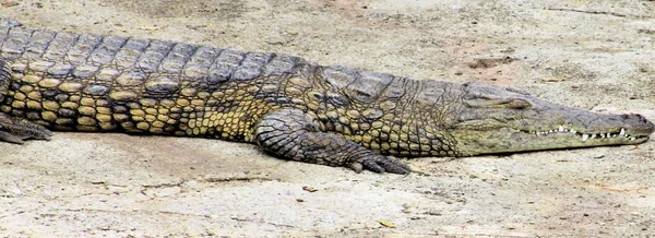 Krokodýl — Stock fotografie