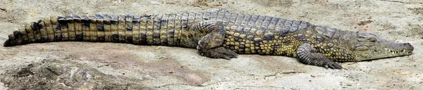 Crocodile — Stock Photo, Image