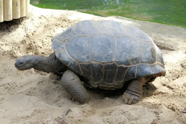 Tortoise — Stock Photo, Image