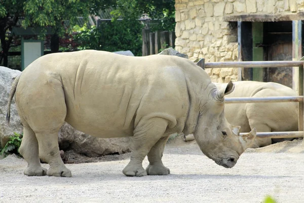 Rhino — Stock Photo, Image