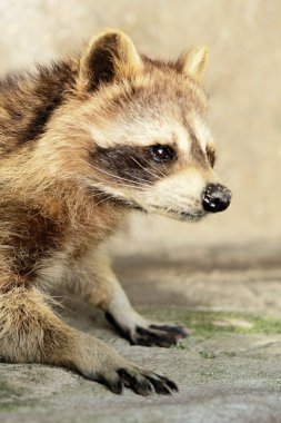 Raccon