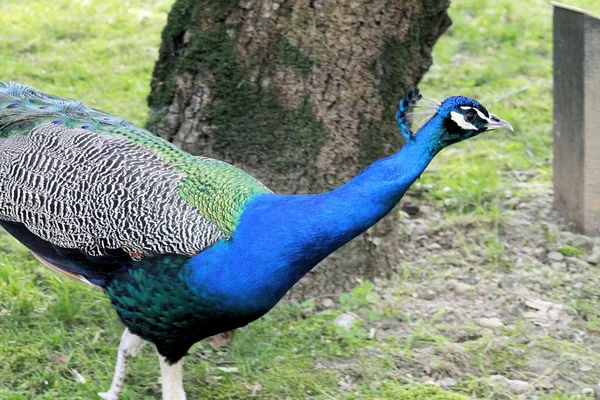 Pfau — Stockfoto