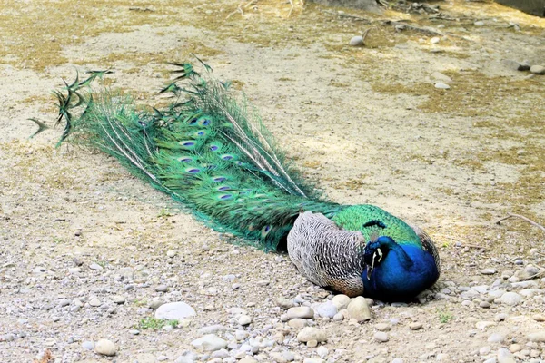 Pfau — Stockfoto