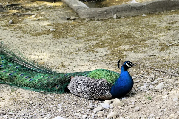 Pfau — Stockfoto