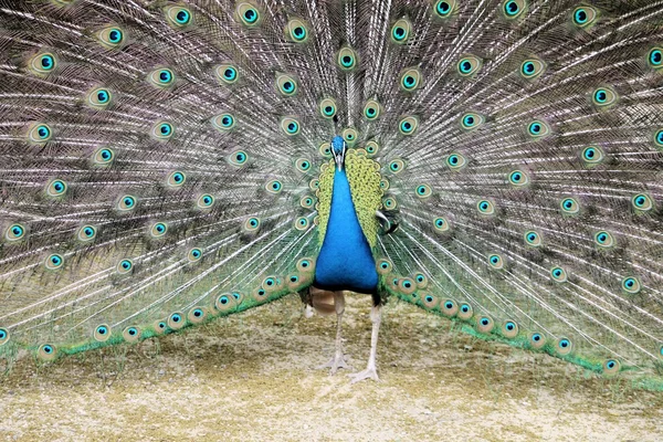 Pfau — Stockfoto