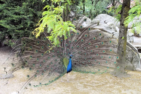 Peacock — Stock Photo, Image