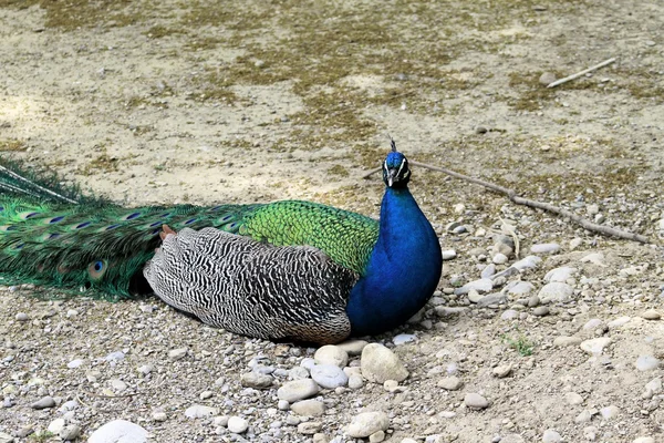 Pfau — Stockfoto