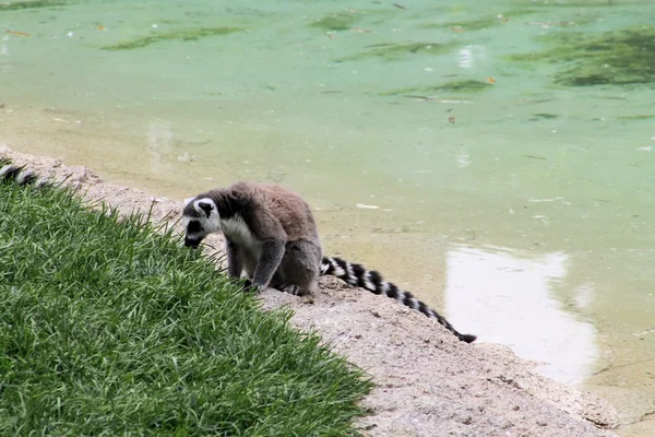 Lemur — Stock fotografie